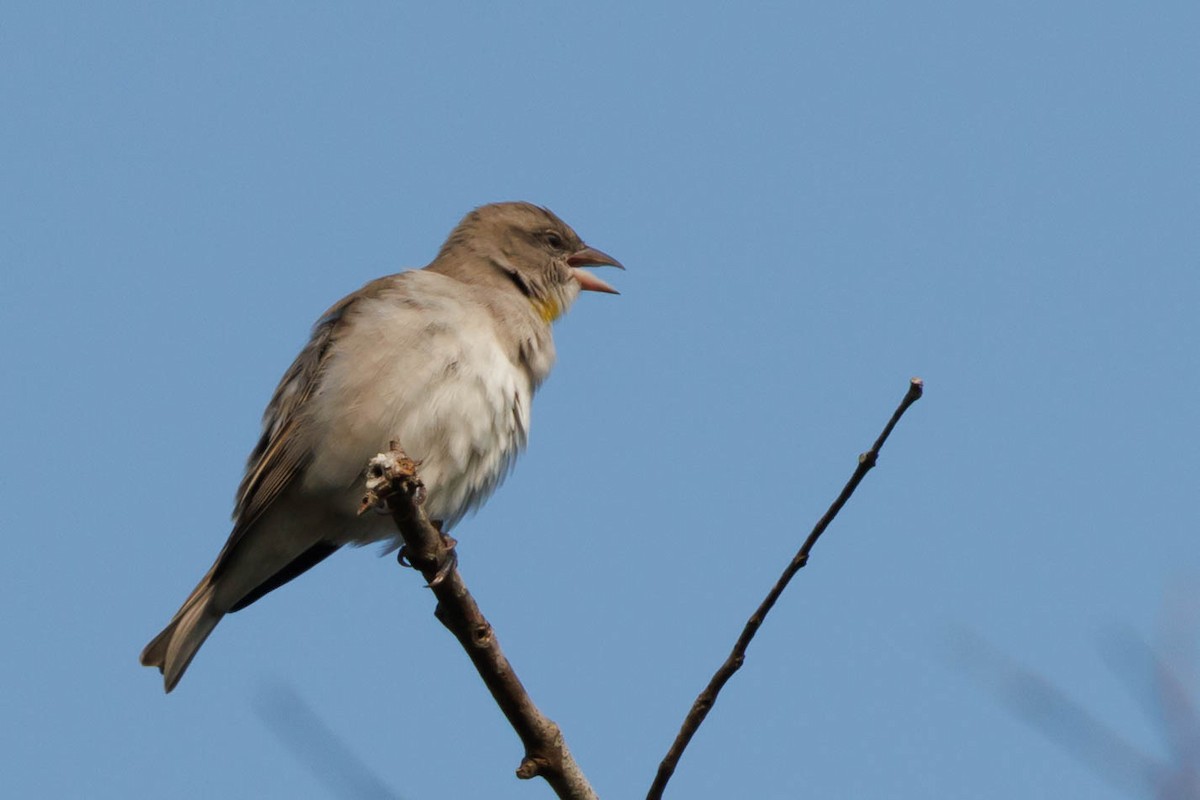 Yellow-throated Sparrow - ML500528931
