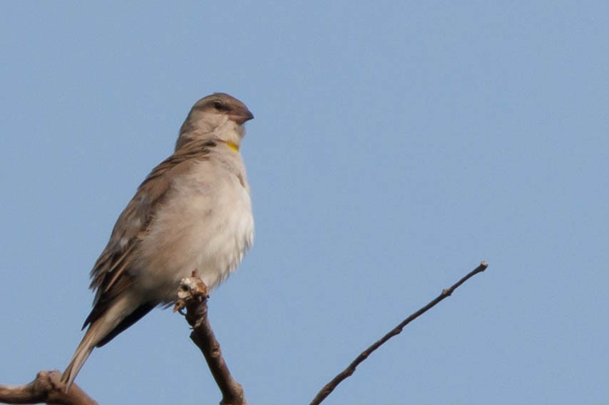 Yellow-throated Sparrow - ML500528941
