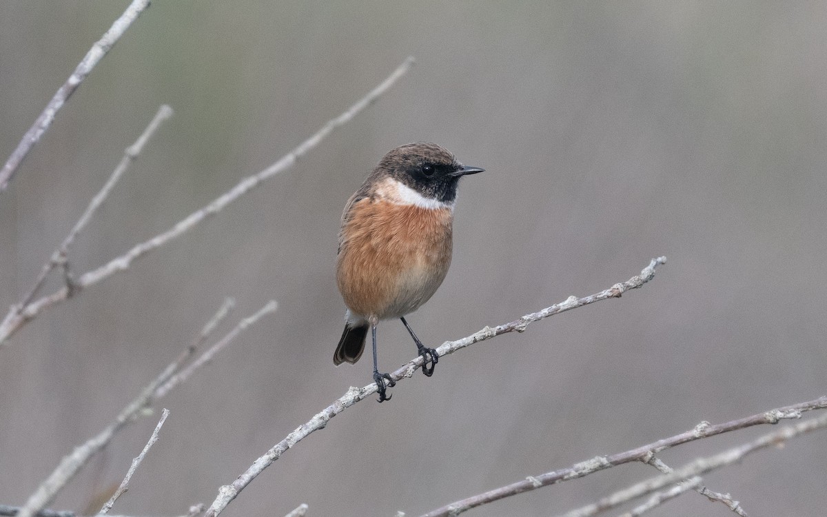 European Stonechat - ML500530171