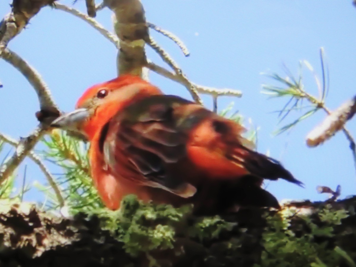 Hepatic Tanager - ML50053051