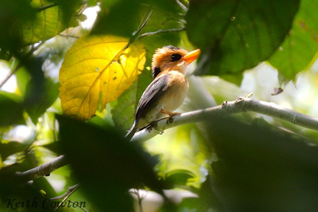 Yellow-billed Kingfisher - ML500531911