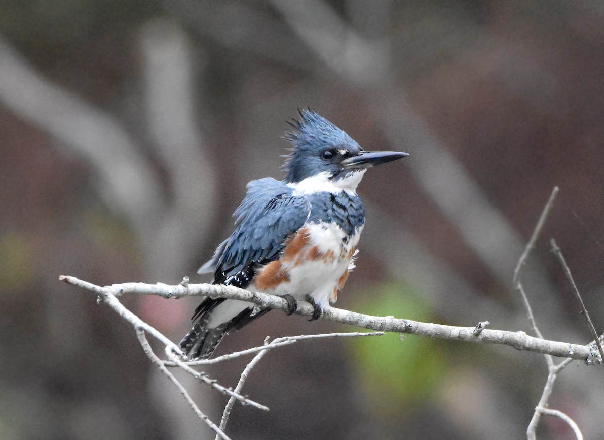Belted Kingfisher - ML500533051