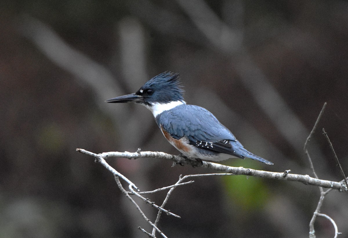 Belted Kingfisher - ML500533061