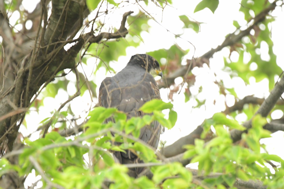 Ovambo Sparrowhawk - ML500533331