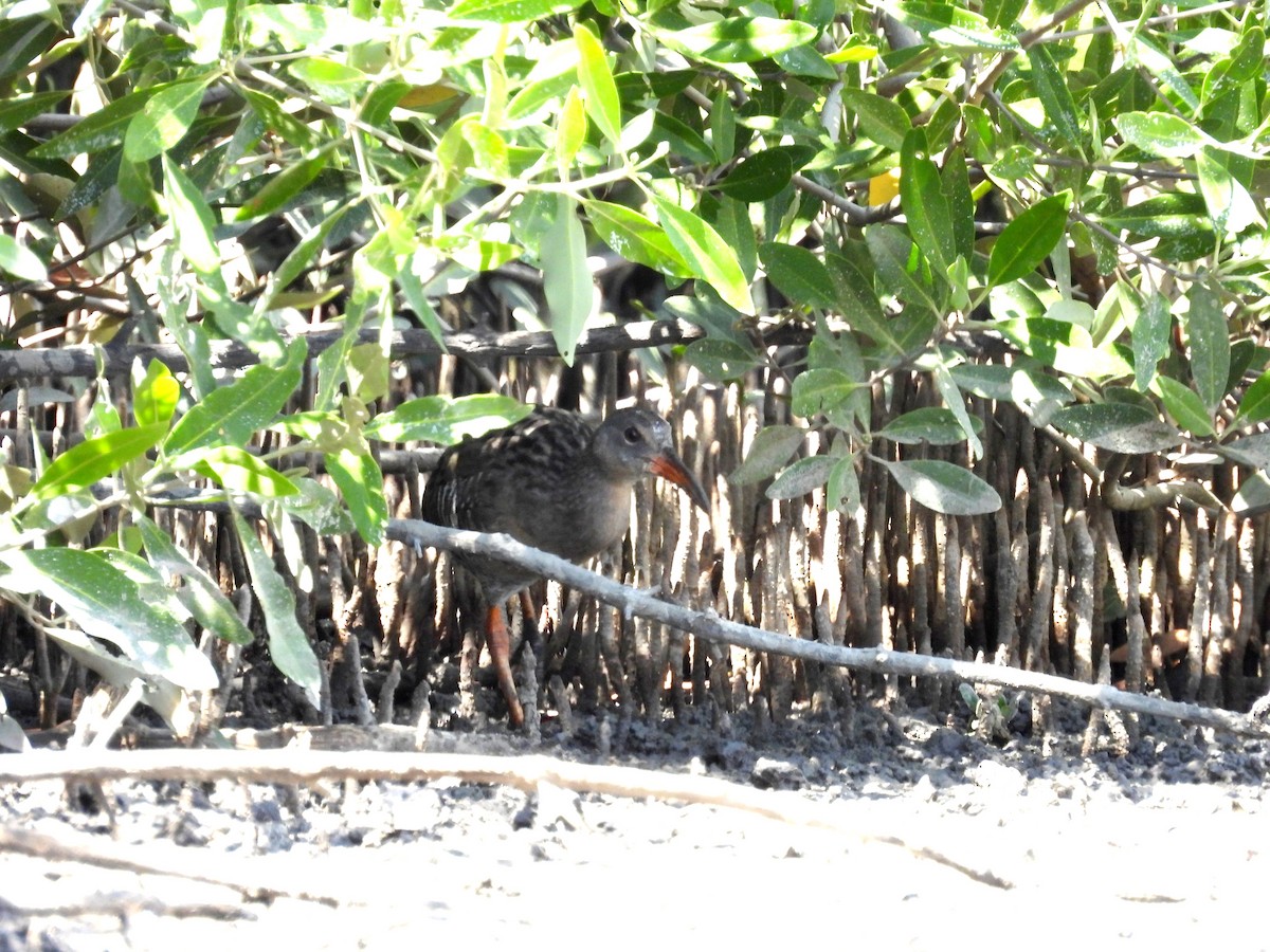 Mangrove Rail - ML500533611