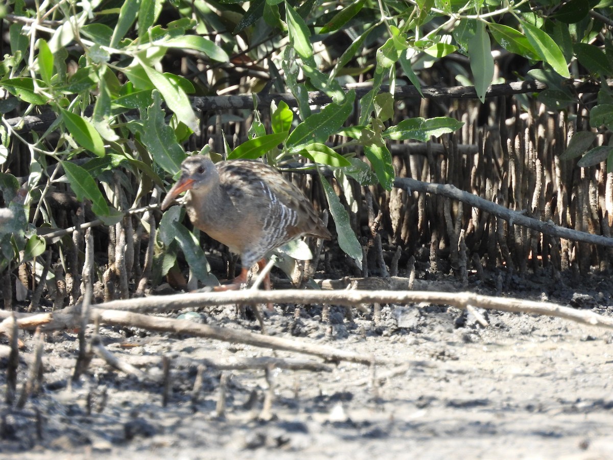 Mangrove Rail - ML500533621