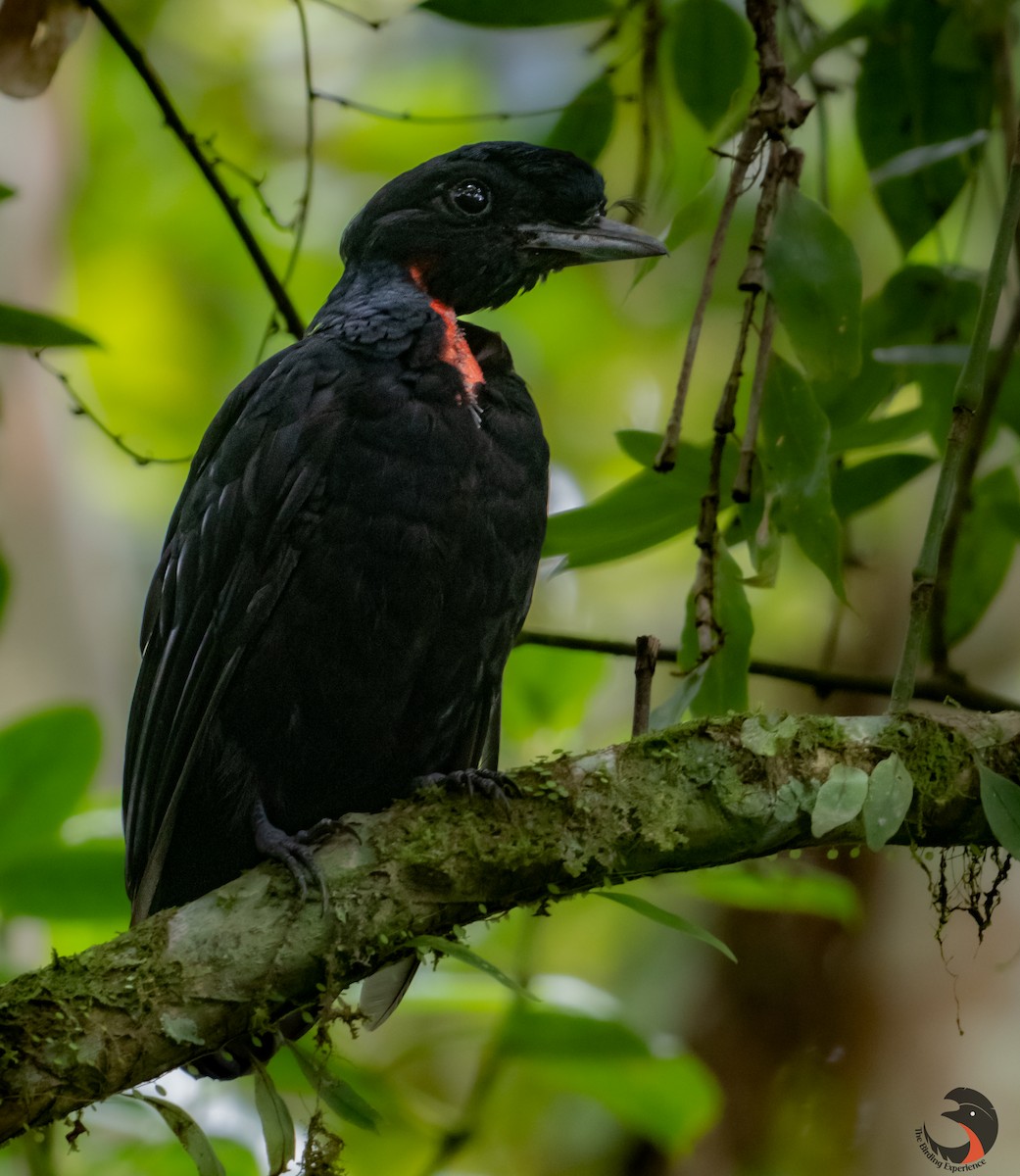 Bare-necked Umbrellabird - ML500534911