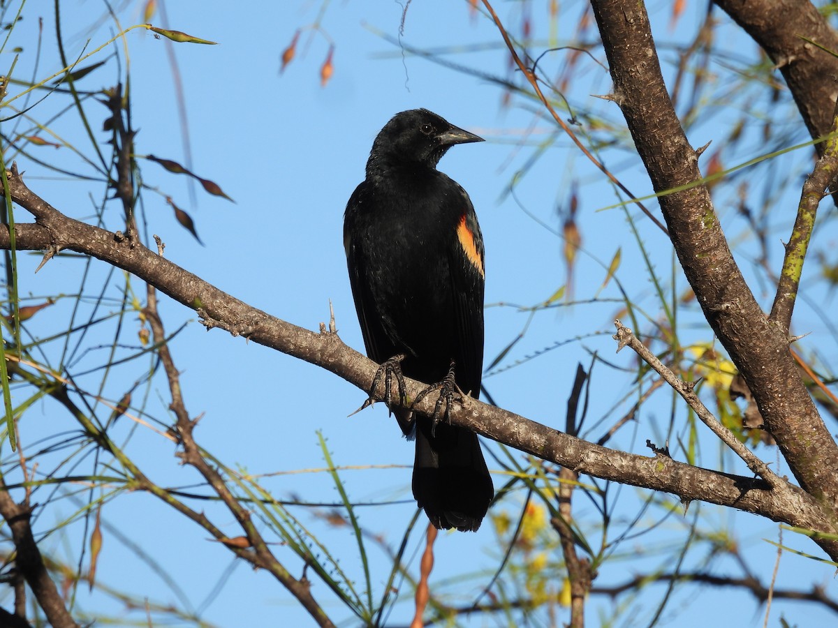 Red-winged Blackbird - ML500535131