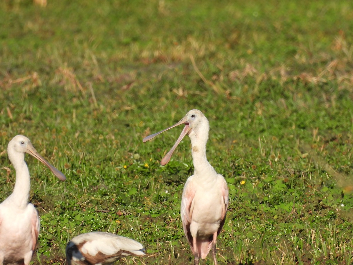 Roseate Spoonbill - ML500535241