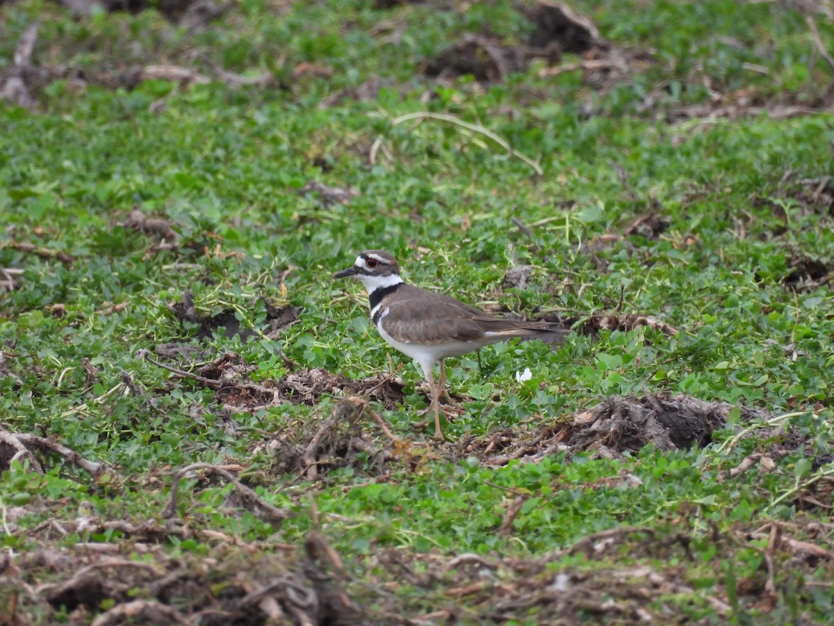 Killdeer - ML500535321