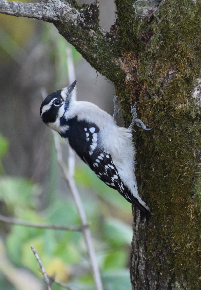 Downy Woodpecker - Jenna Atma