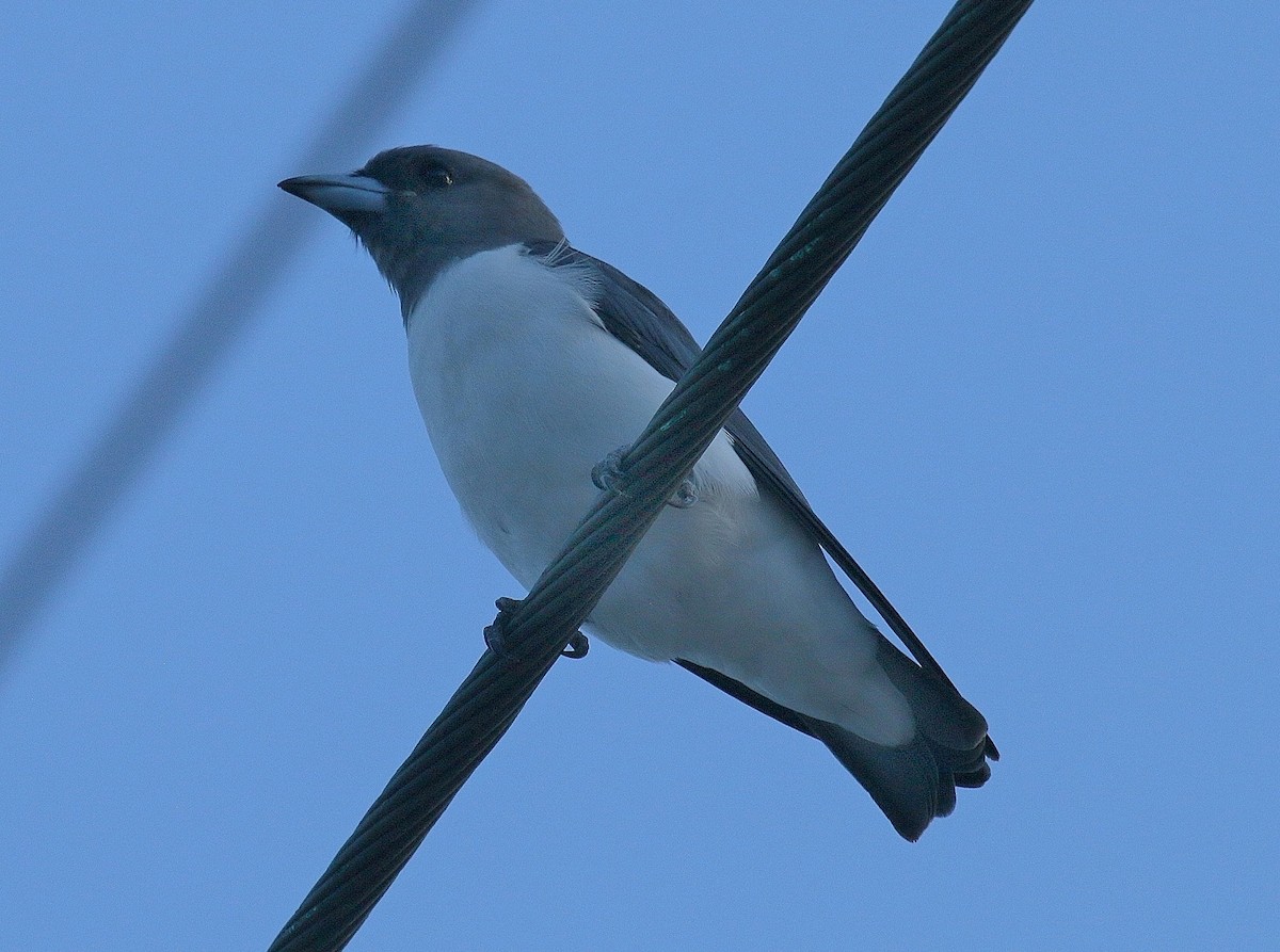 White-breasted Woodswallow - ML50053811