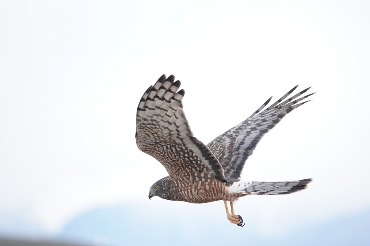 Cinereous Harrier - Luciano Mathieu