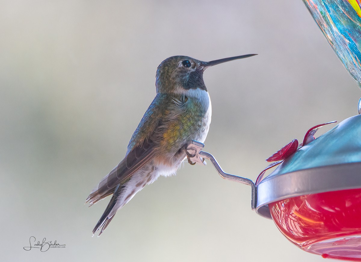 Broad-tailed Hummingbird - ML500539211