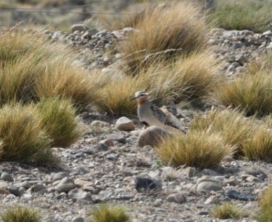 Tawny-throated Dotterel - Luciano Mathieu