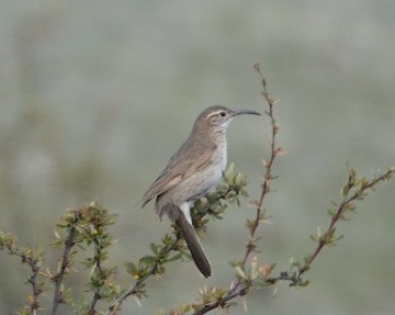 Scale-throated Earthcreeper - ML500540811