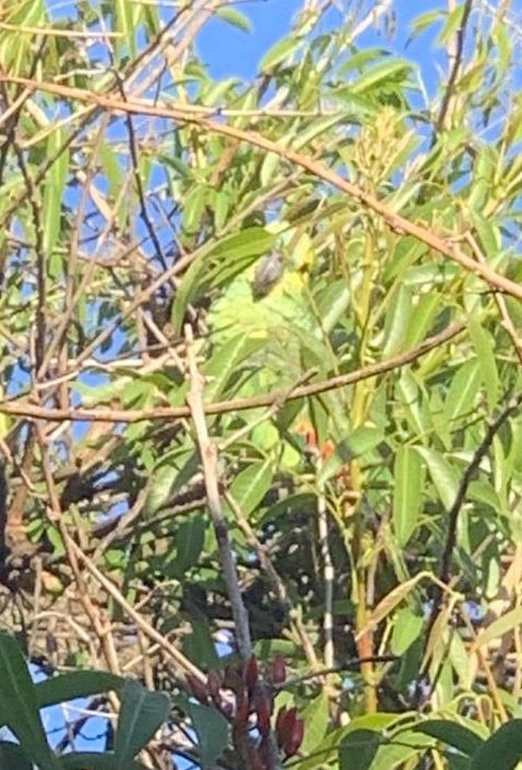 Turquoise-fronted Parrot - ML500540981