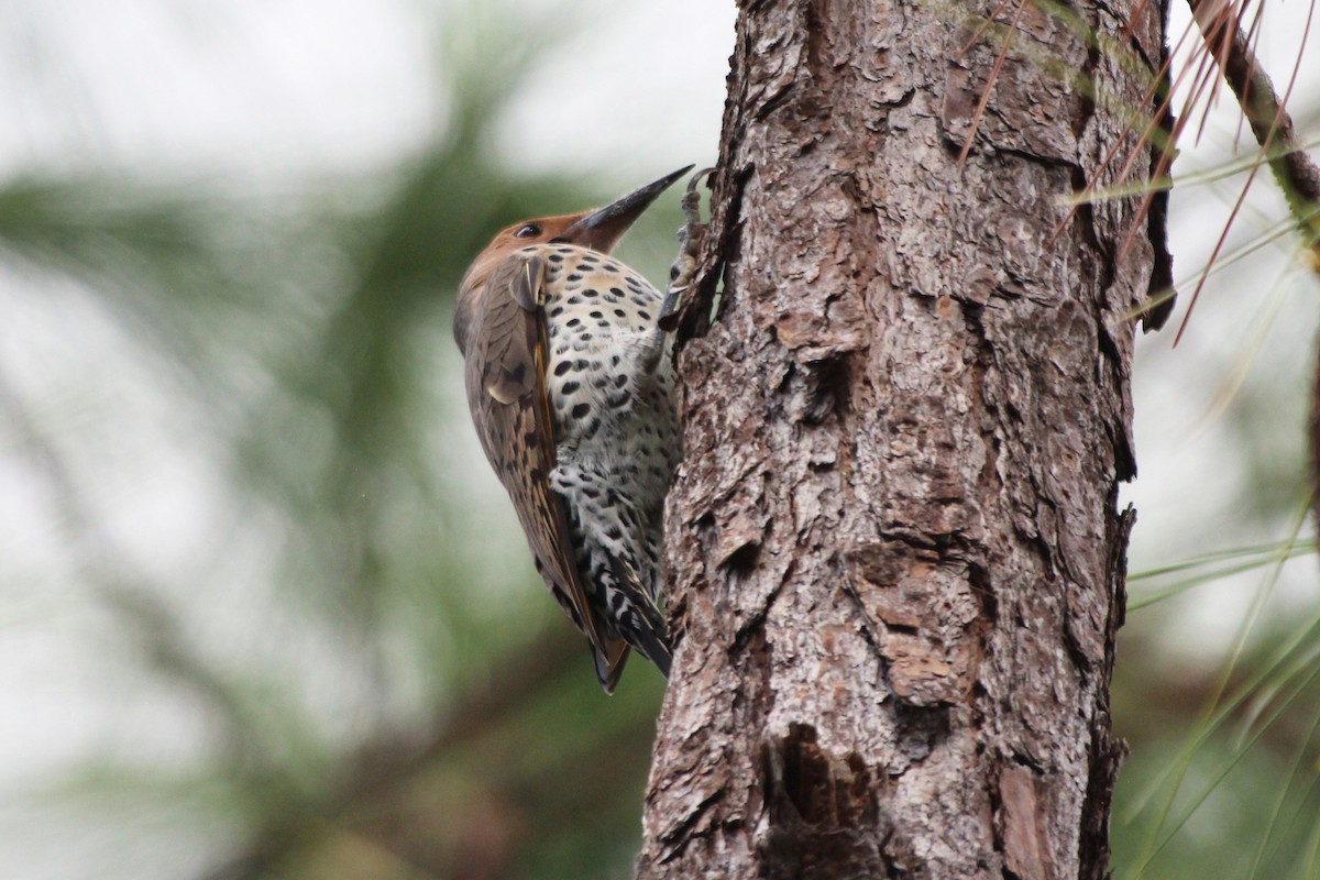 Northern Flicker (Yellow-shafted) - Anonymous