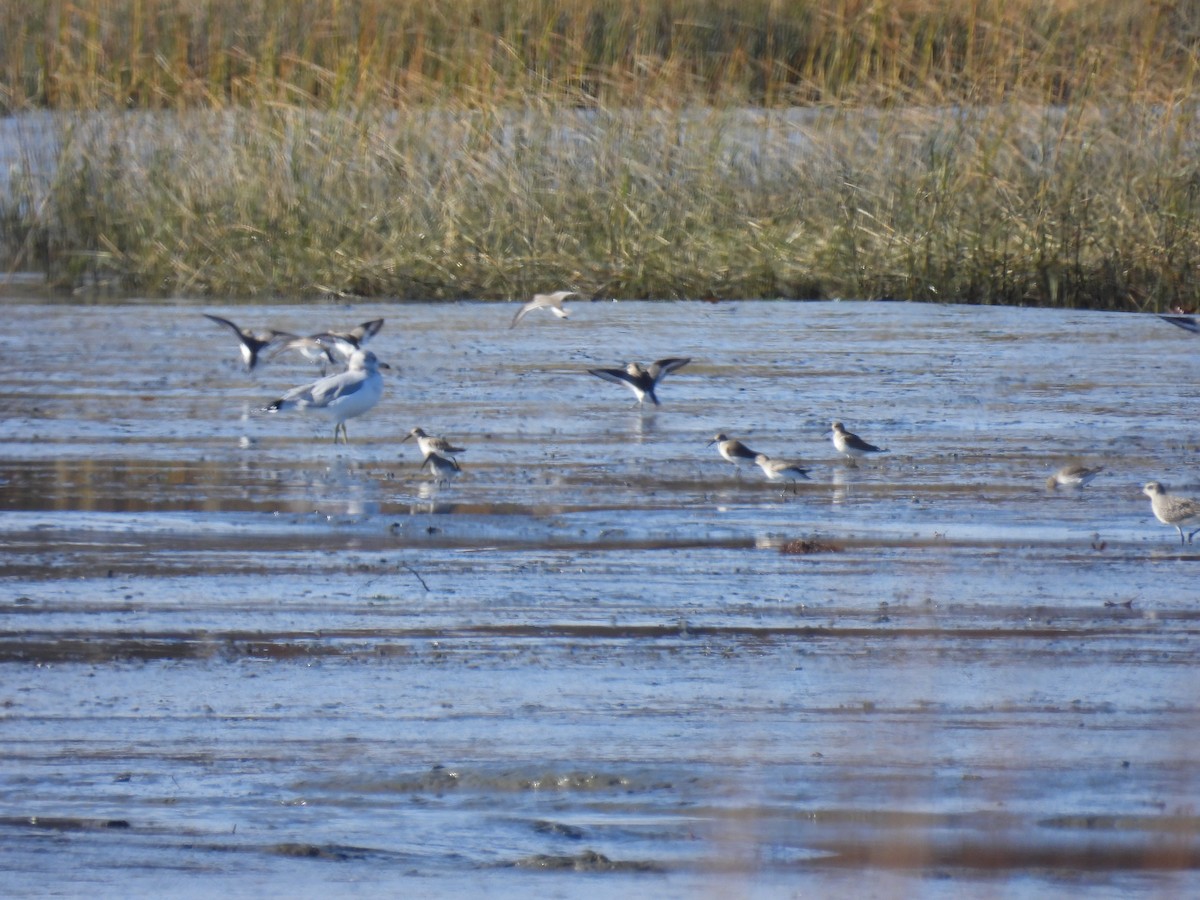 Dunlin - ML500544481