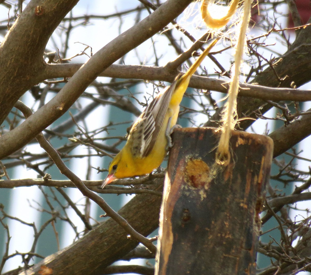 Oriole de Bullock - ML50054651