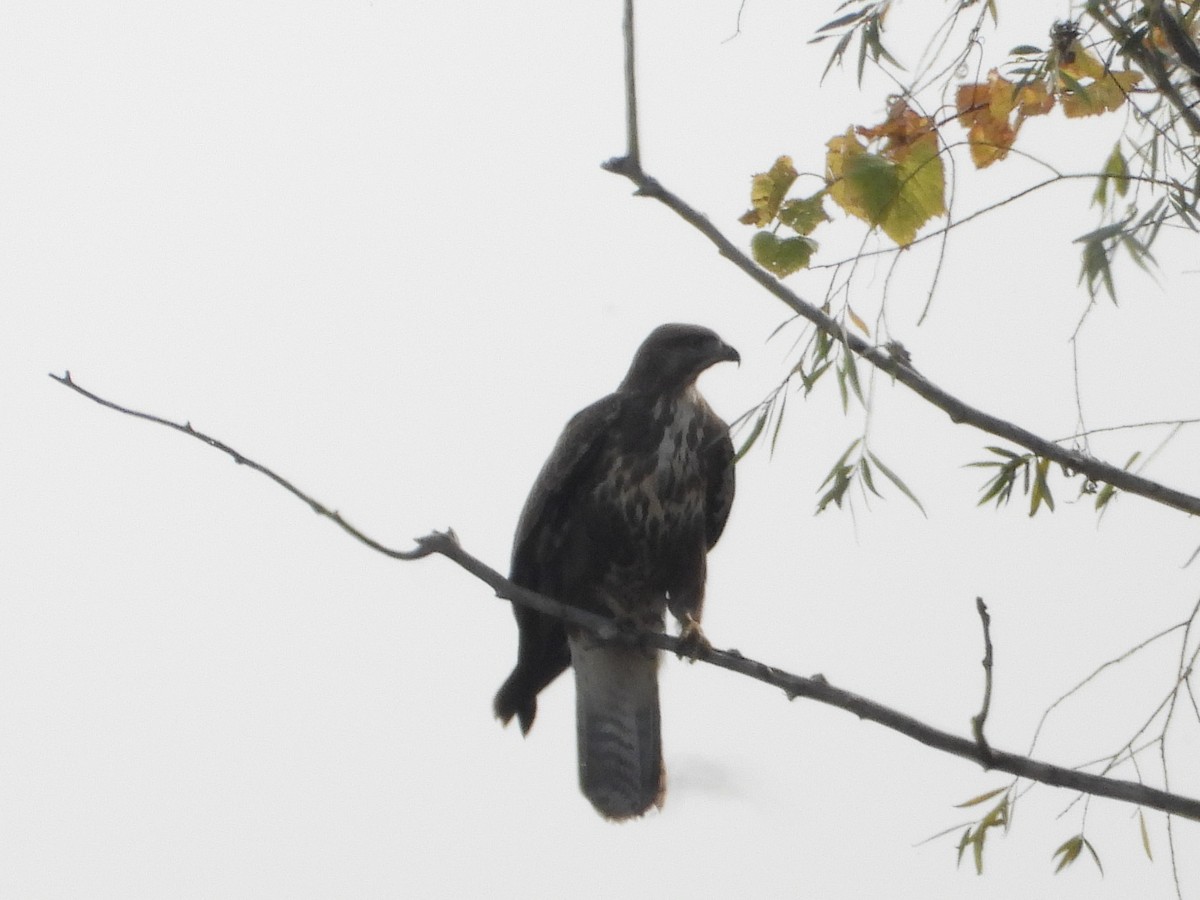 Common Buzzard - Ivan V