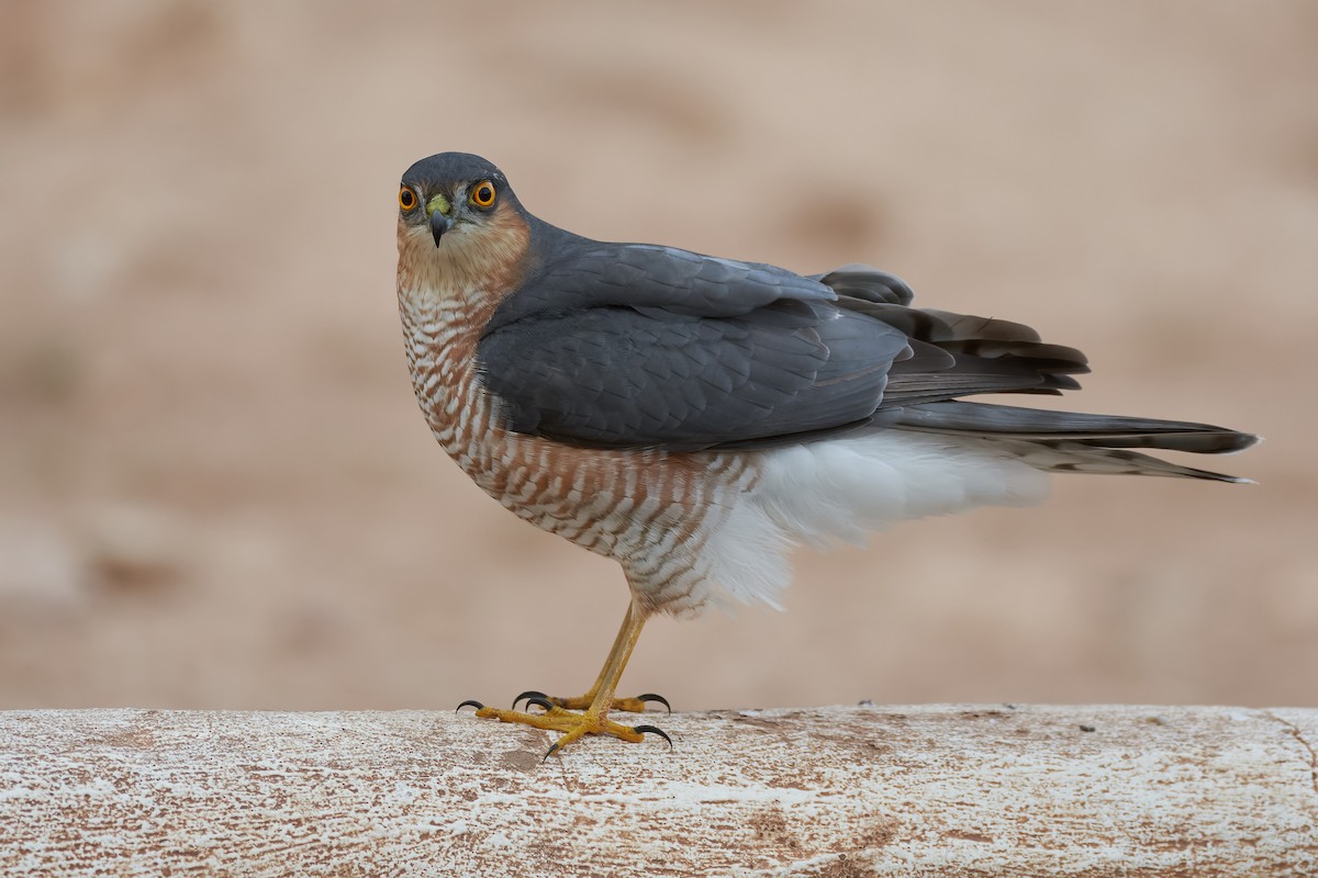 Eurasian Sparrowhawk - ML500548021