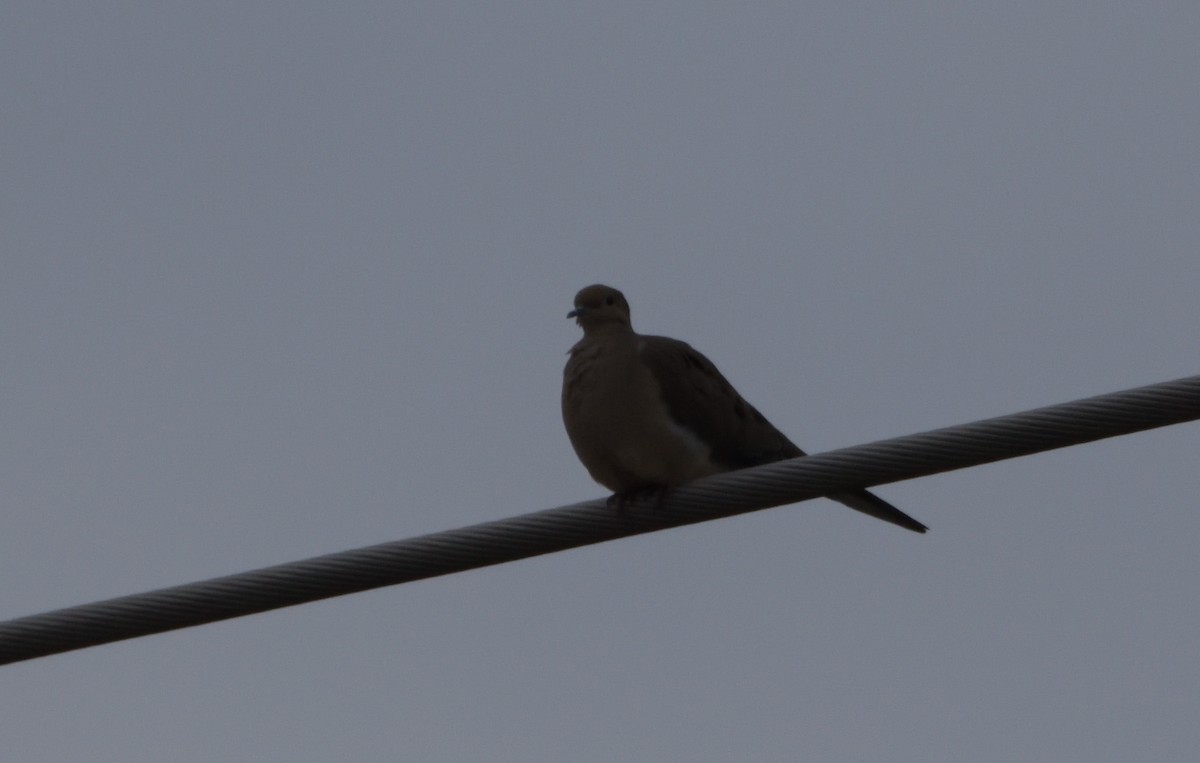 Mourning Dove - ML500548511