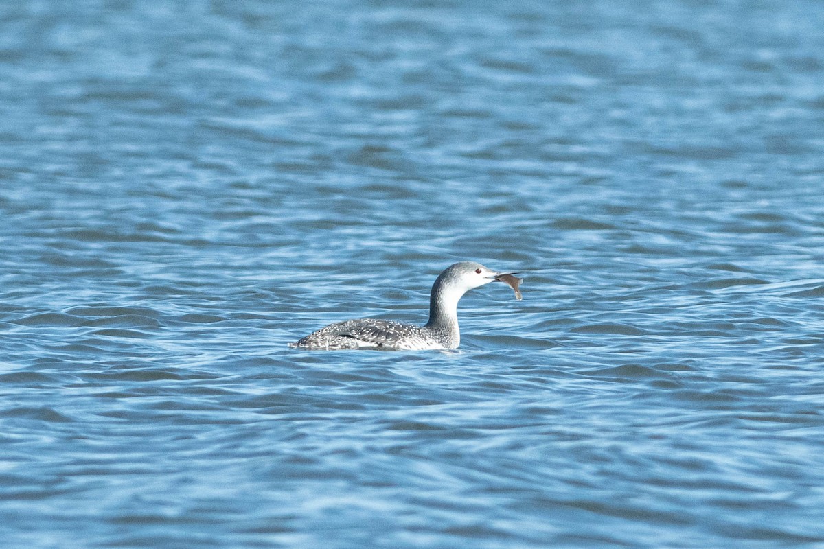 Red-throated Loon - ML500549651