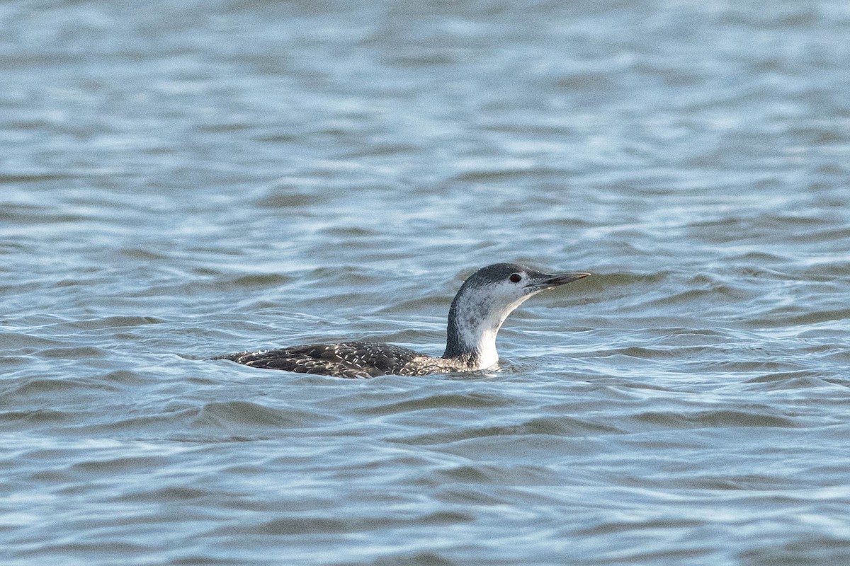 Red-throated Loon - ML500549661