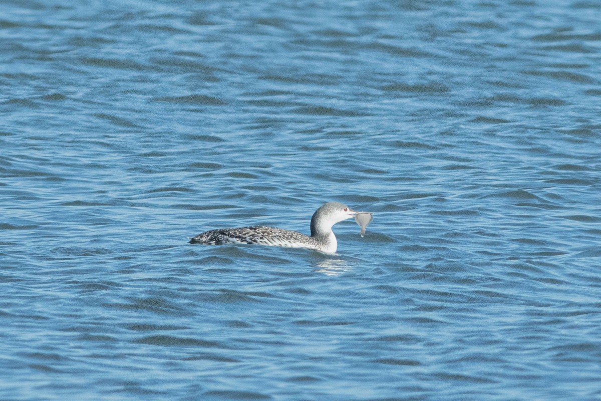 Red-throated Loon - ML500549671