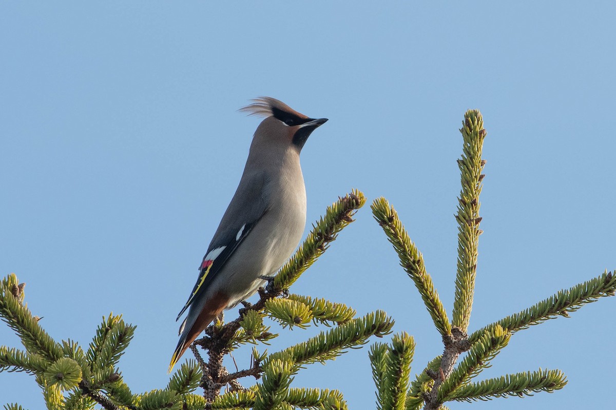 Bohemian Waxwing - ML500549721