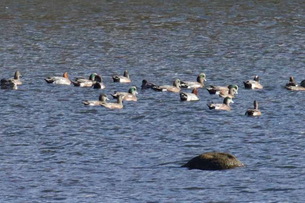 Eurasian Wigeon - ML500550341