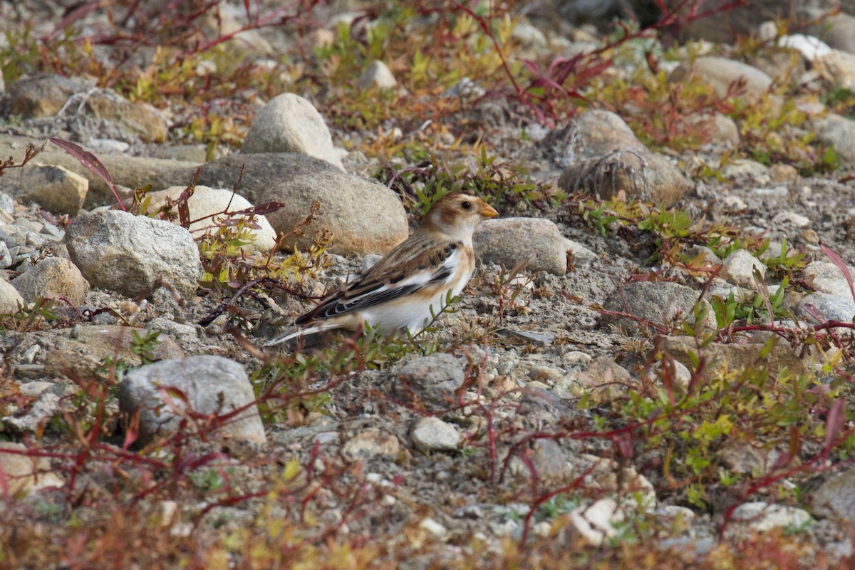 Snow Bunting - ML500550541