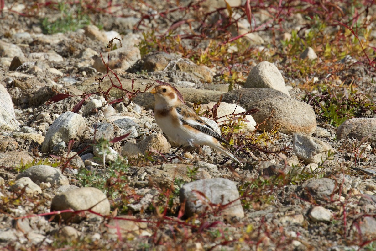 Snow Bunting - ML500550551