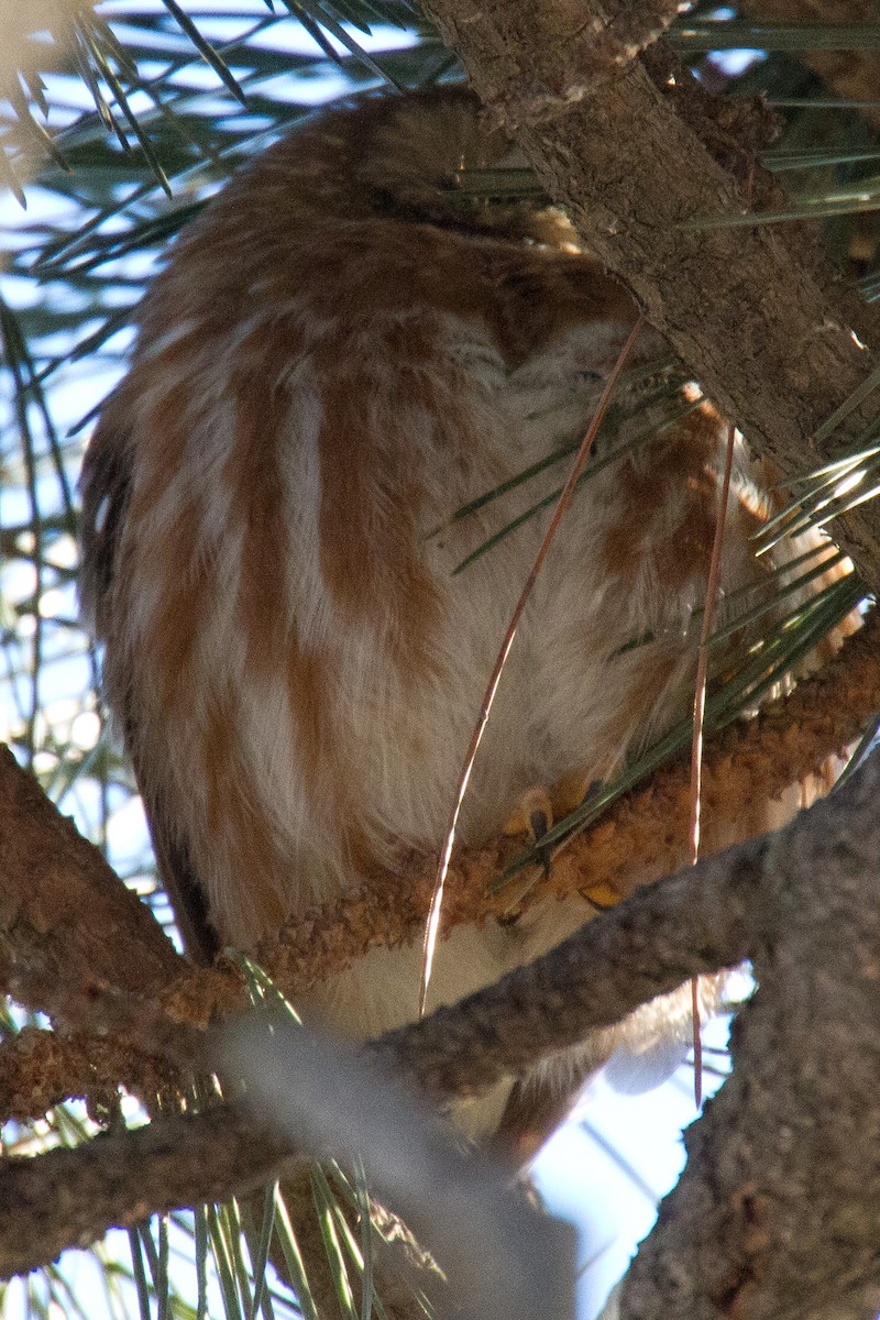 Northern Saw-whet Owl - ML50055131