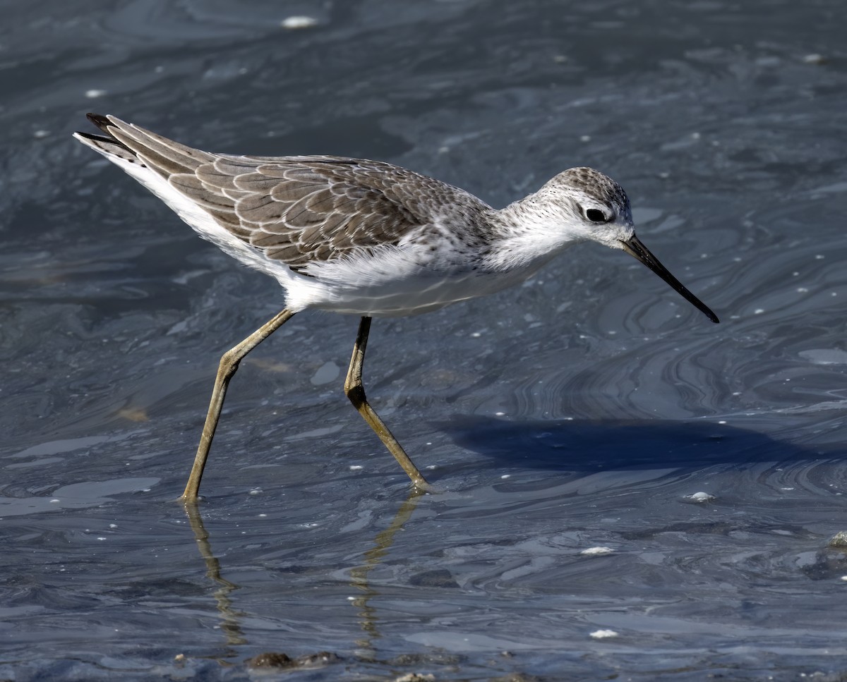 Marsh Sandpiper - ML500551471