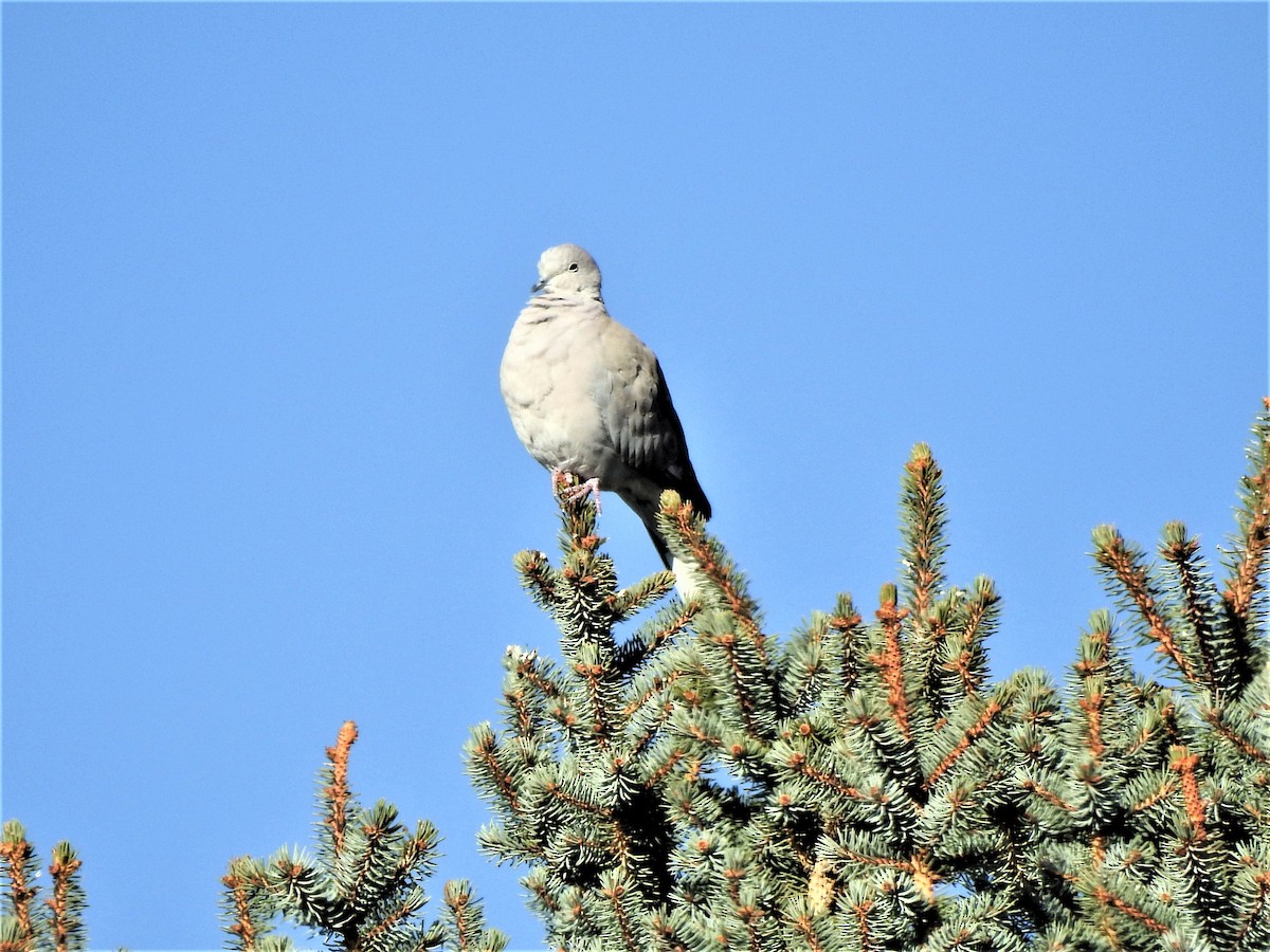 Буулгат хүүрзгэнэ - ML500551571