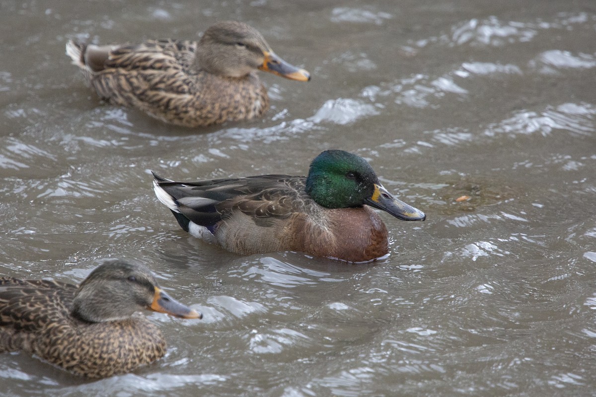 Northern Shoveler x Mallard (hybrid) - Brendan B