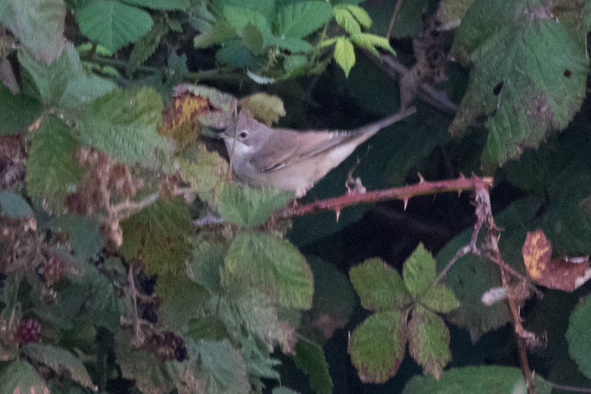 Greater Whitethroat - ML500554181