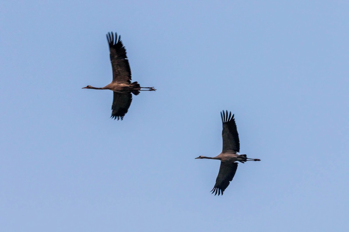 Common Crane - ML500554191