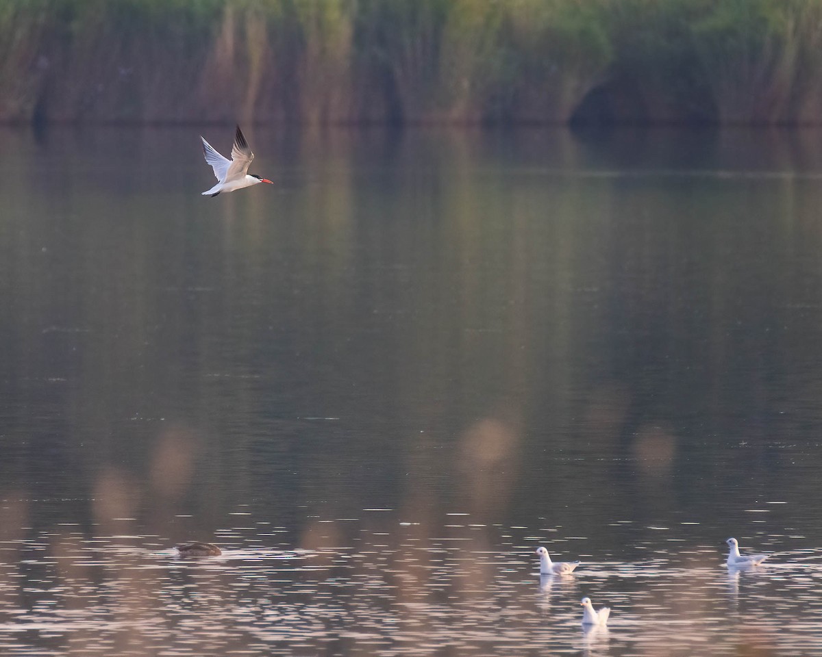 Caspian Tern - ML500554731