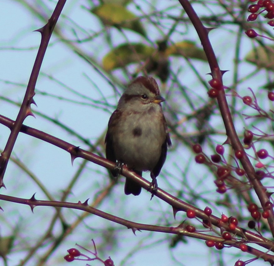 American Tree Sparrow - Paul Harris