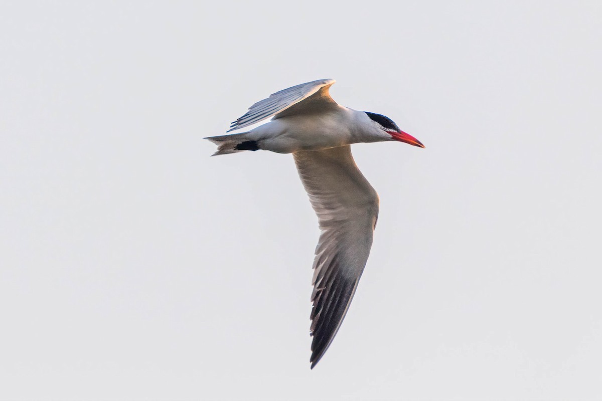 Caspian Tern - ML500555531