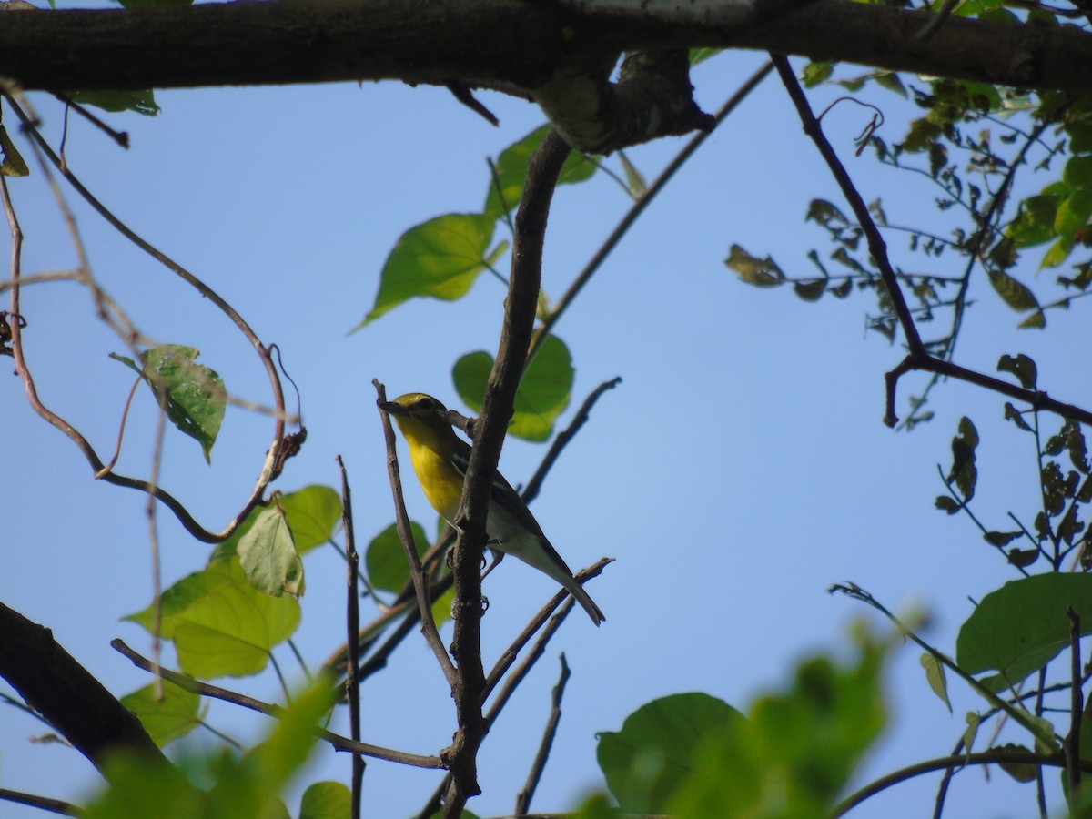 Yellow-throated Vireo - ML500558551