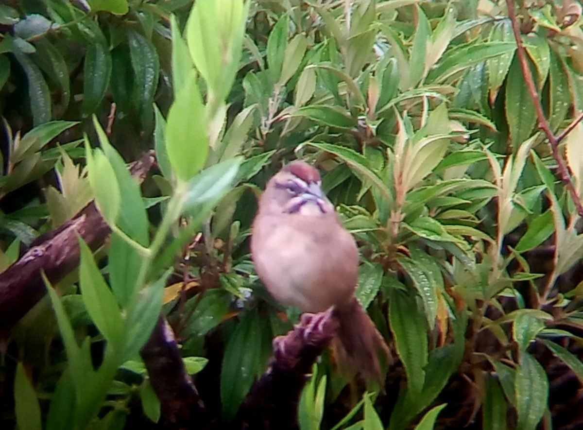 Rusty Sparrow - ML500559321