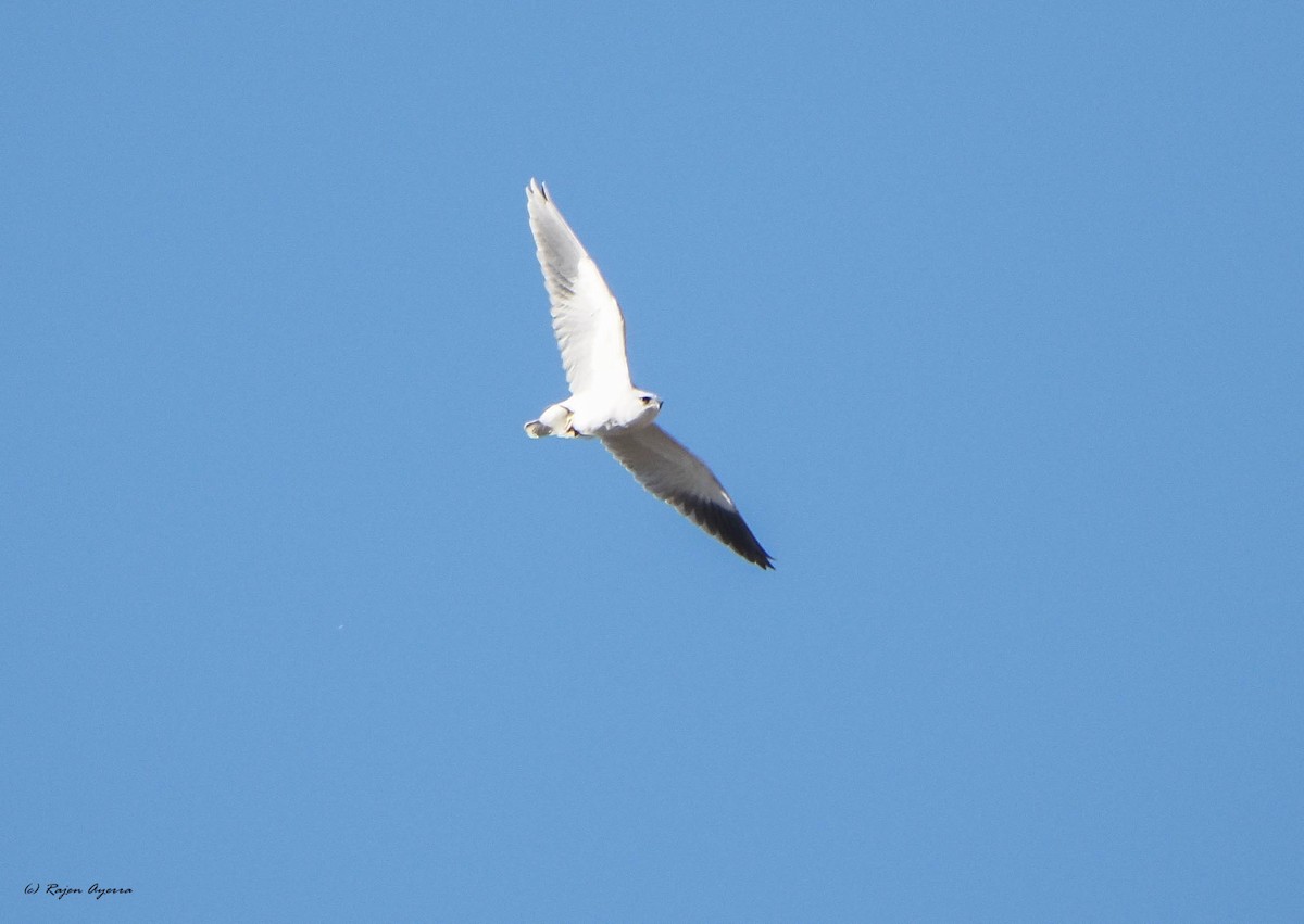 Black-winged Kite - Rajen Ayerra Vildarraz