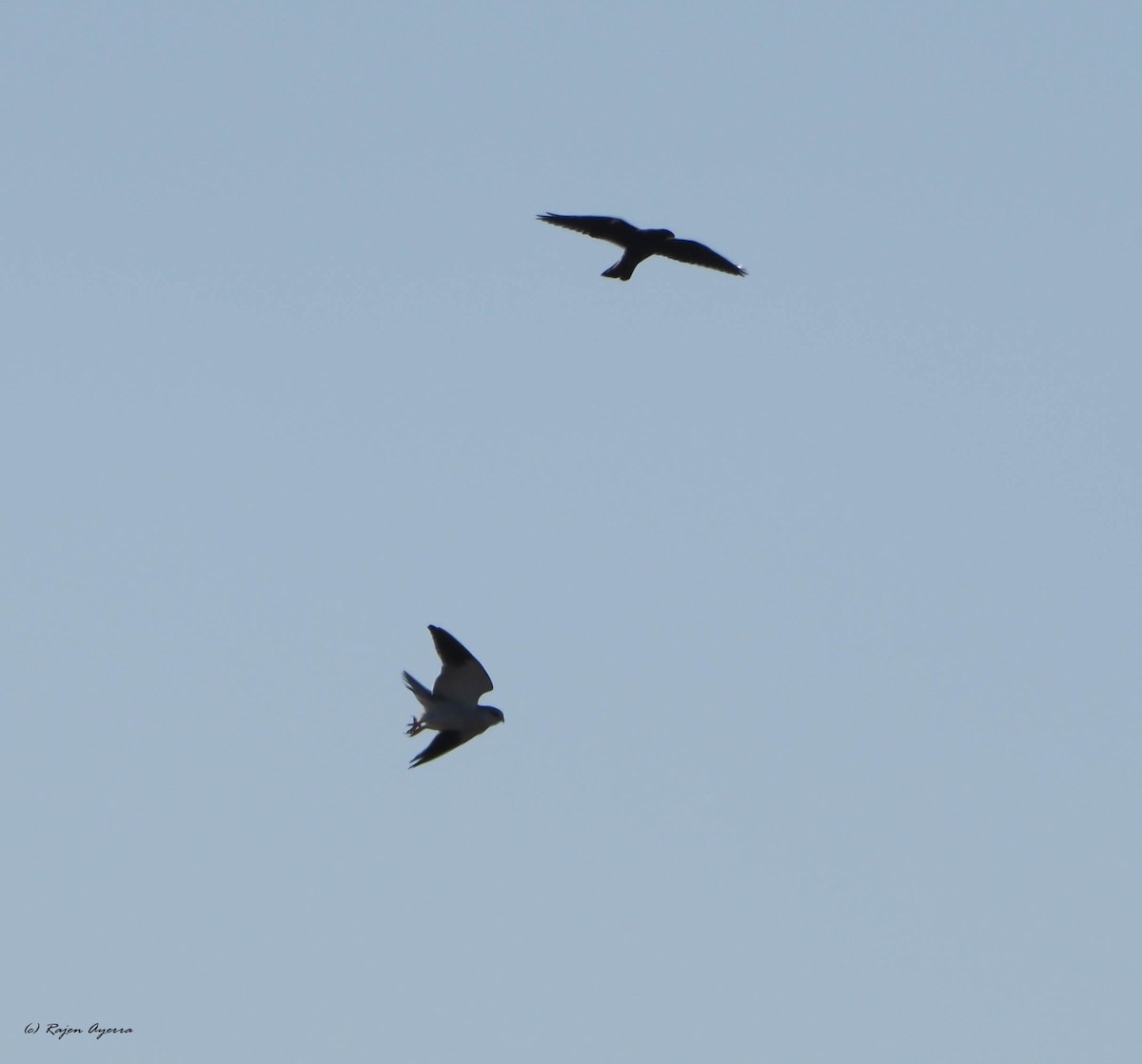 Black-winged Kite - Rajen Ayerra Vildarraz