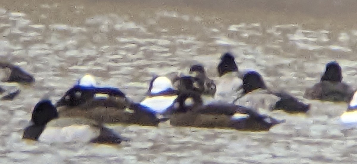 White-winged Scoter - ML500560421