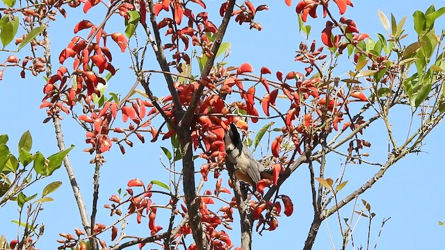 Golden-billed Saltator - ML500560541