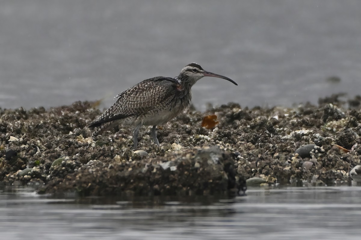 Whimbrel - ML500563351